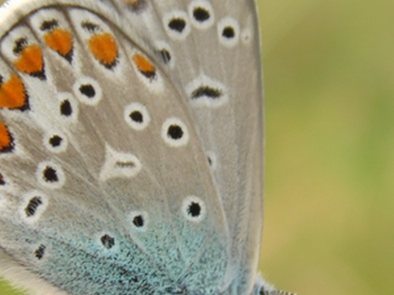 Lepidotteri del Parco del Roccolo da ID